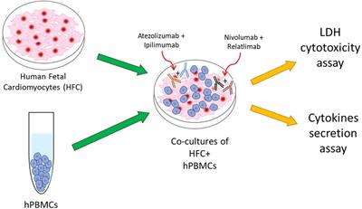 Combinatorial immune checkpoint blockade increases myocardial expression of NLRP-3 and secretion of H-FABP, NT-Pro-BNP, interleukin-1β and interleukin-6: biochemical implications in cardio-immuno-oncology